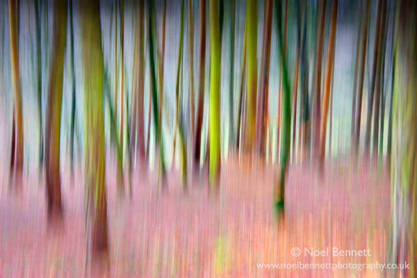 Autumn Colours.