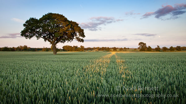 Summer crop