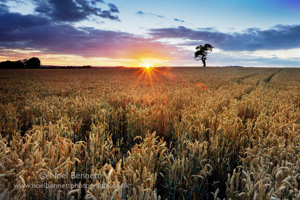 Fields Of Plenty