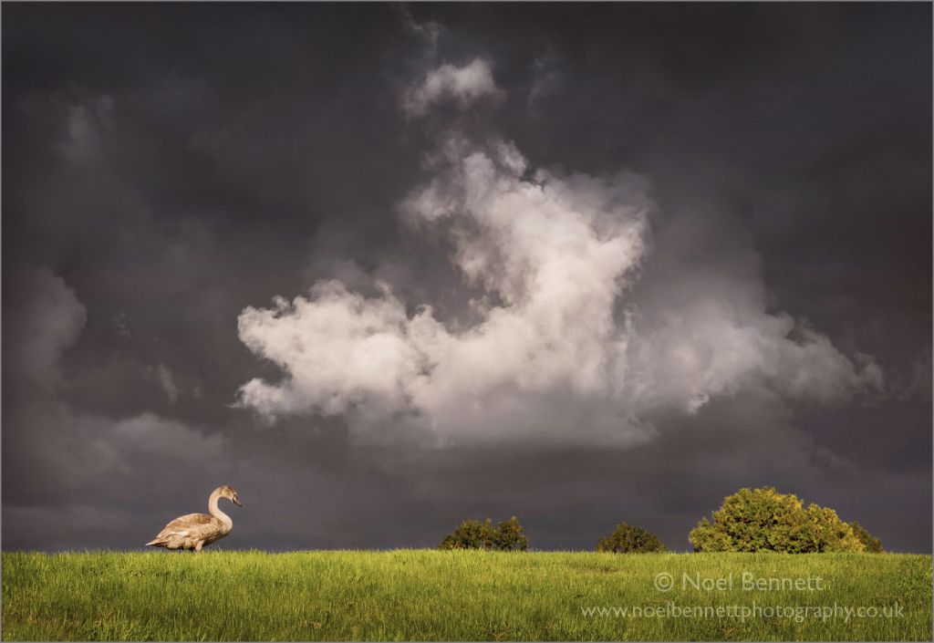 Cygnet Goes a Walkin'
