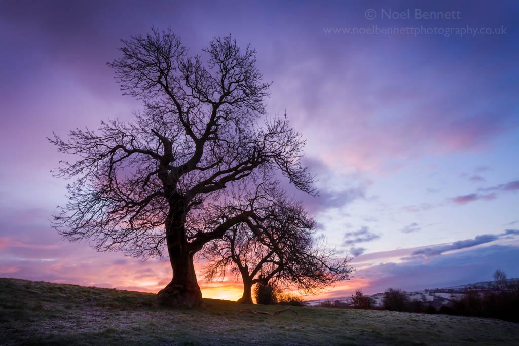 Dawn Over Oulton Heath