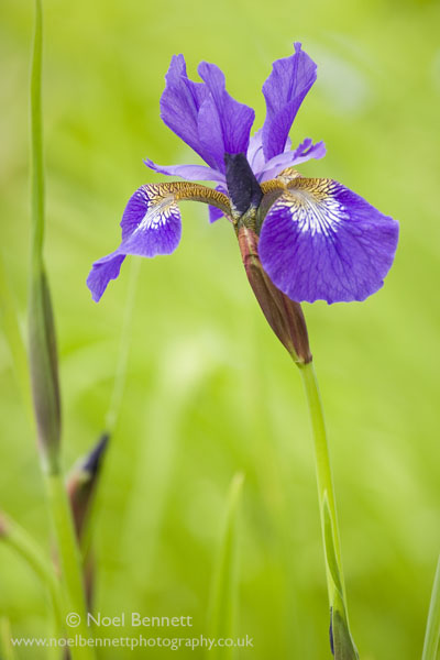 Blue Iris