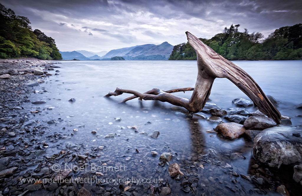 Driftwood On Derwent Water