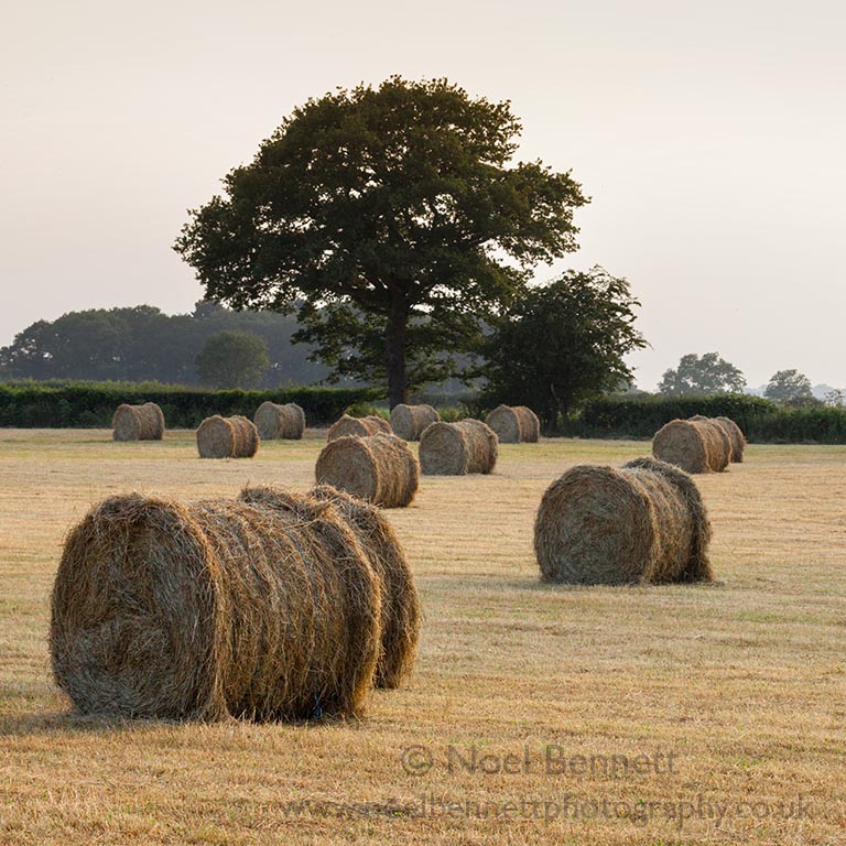Bails In Evening Light