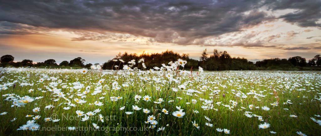 Fields of Glory