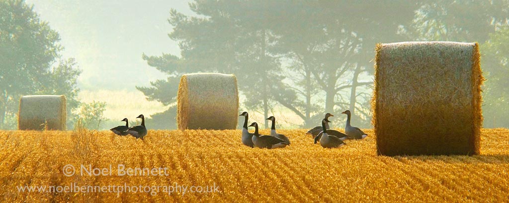 Geese At Grove Farm
