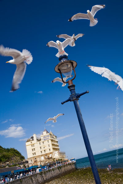 A Popular Perch