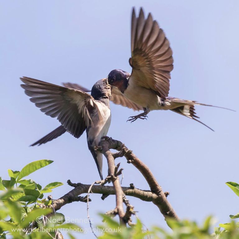 Swallow Feeding Young