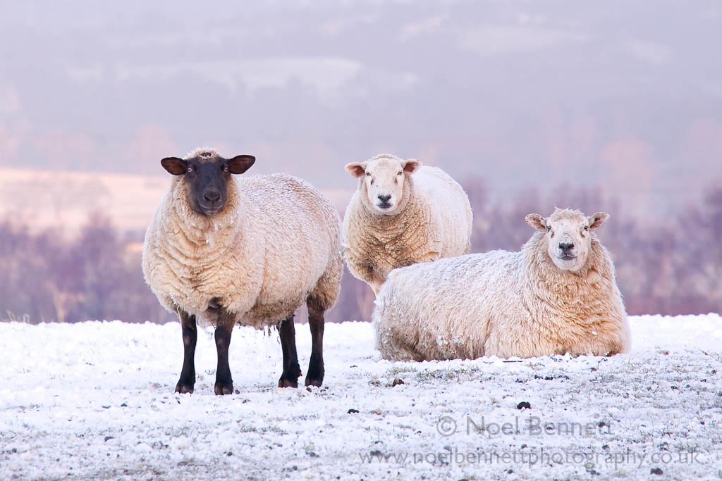 Warm Winter Woolies