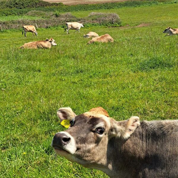 COWS