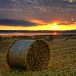Scrabo Hay Bales Sunset 2