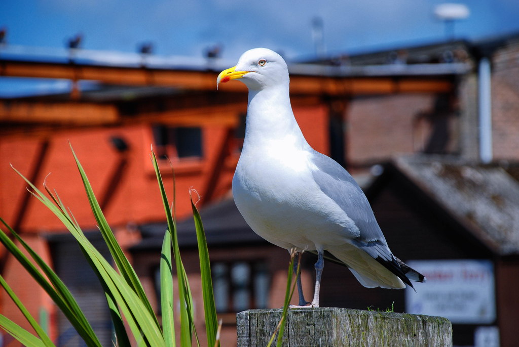 Seagull 5