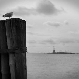 Seagull and Statue of Liberty 4