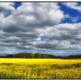 Tatton View 9