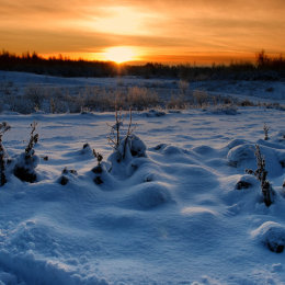 Winter Sun 1