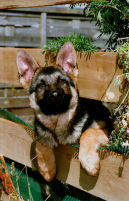 My Pup Shadow