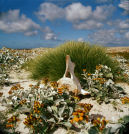 Whale Vertabra & Sea Cabbage