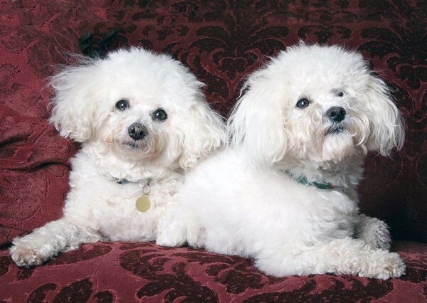 Bichons frisses
