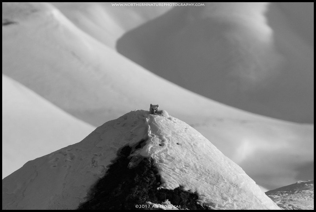 Arctic Fox #1