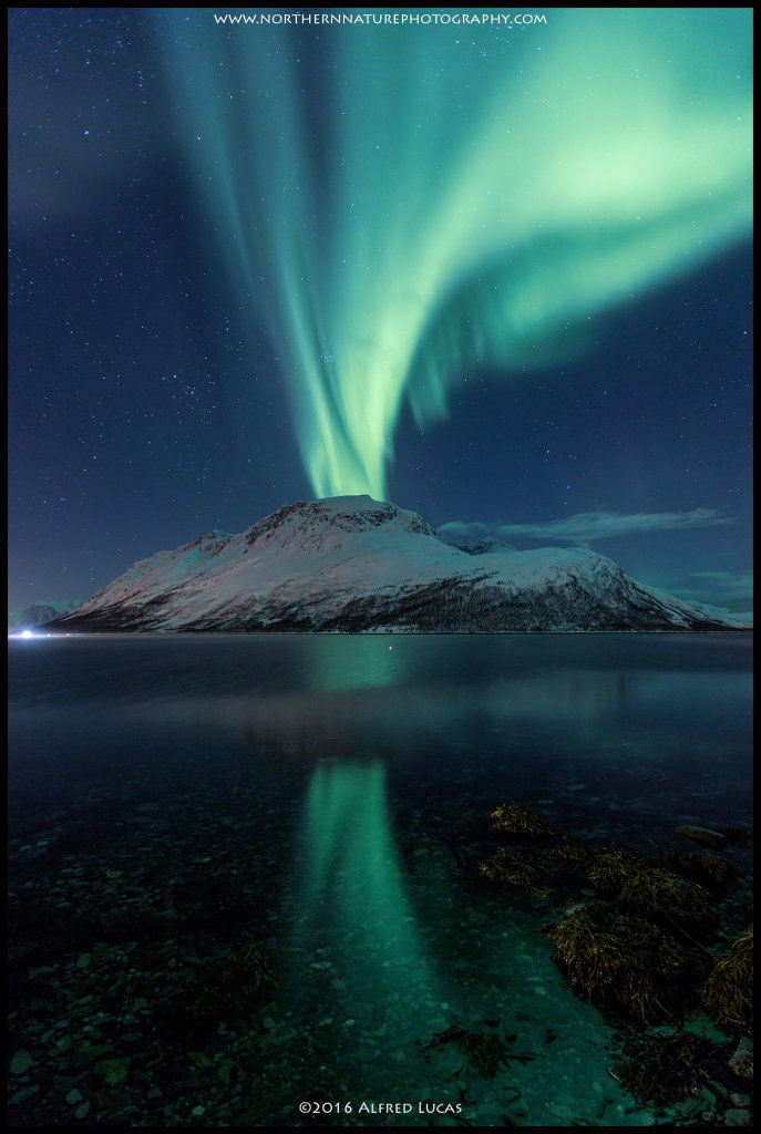 Aurora #5