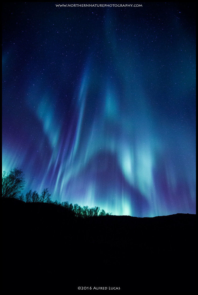 Aurora #7