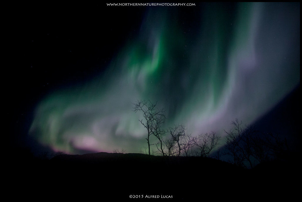 Aurora #8