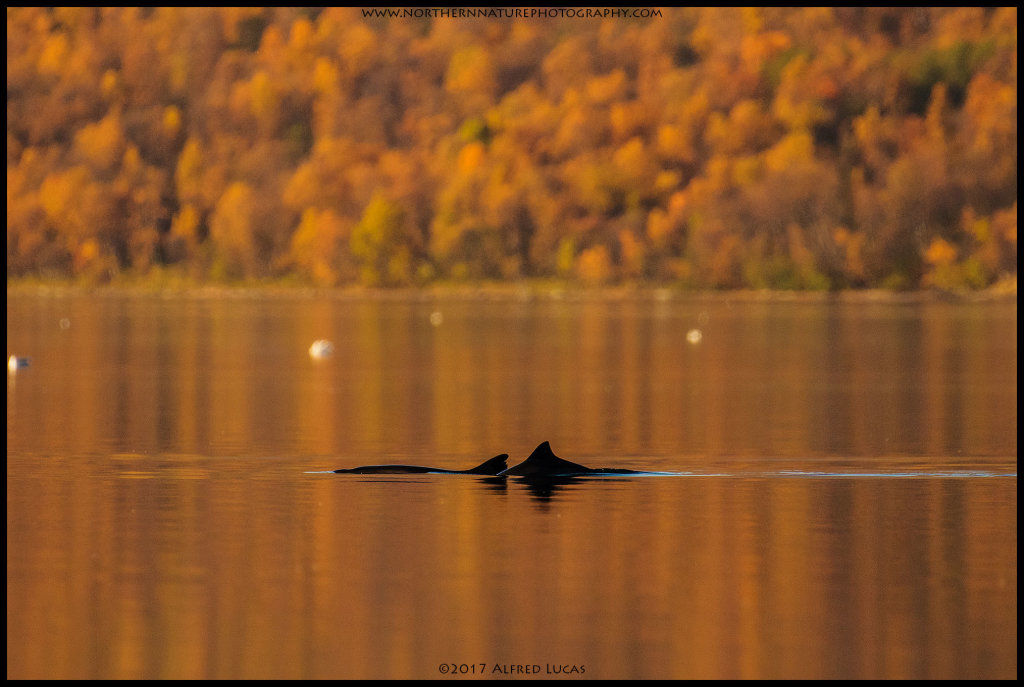 Common Porpoise #1