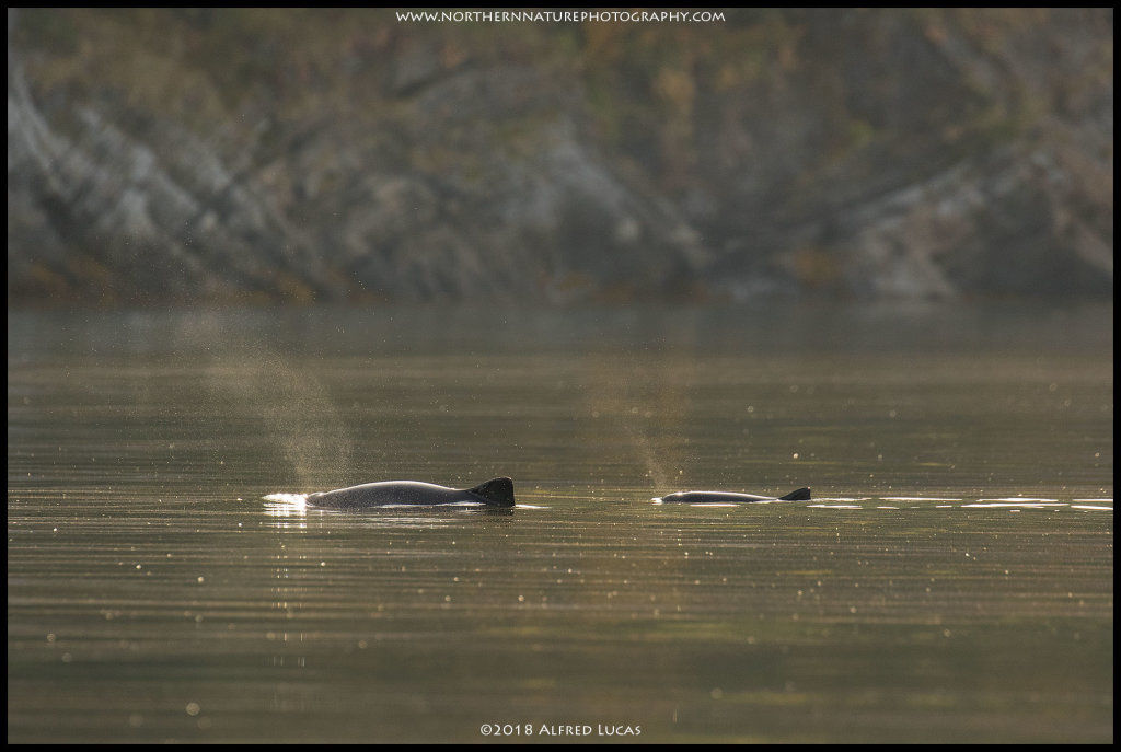 Common Porpoise #2