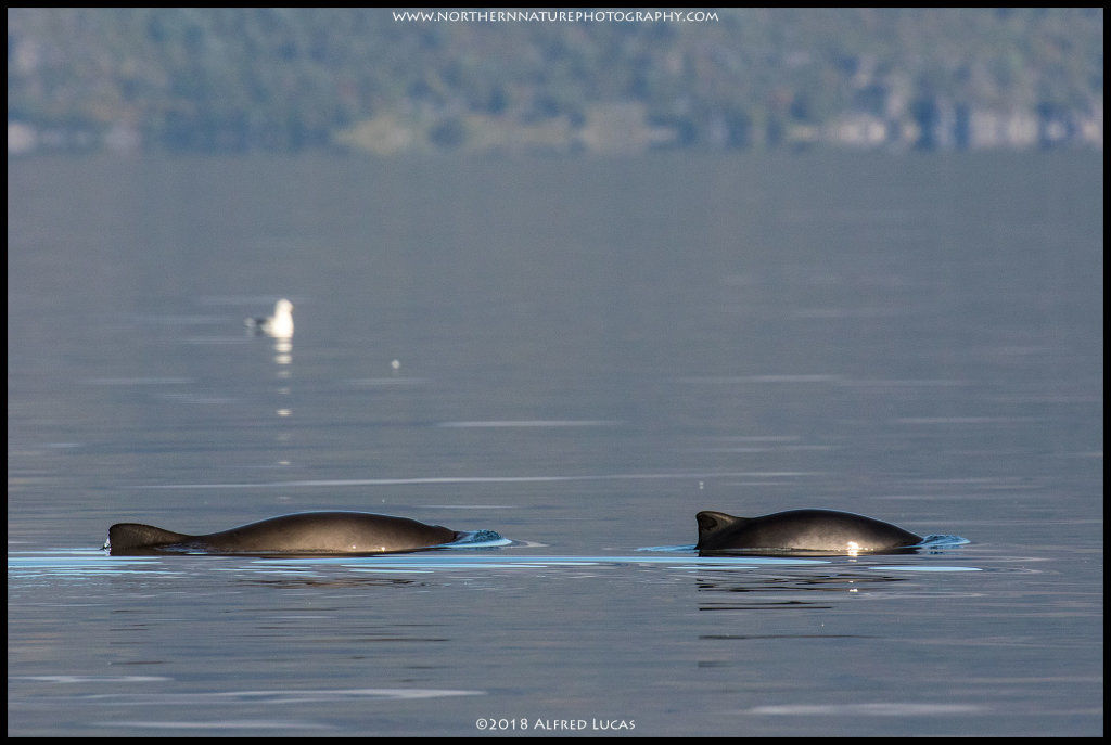 Common Porpoise #3