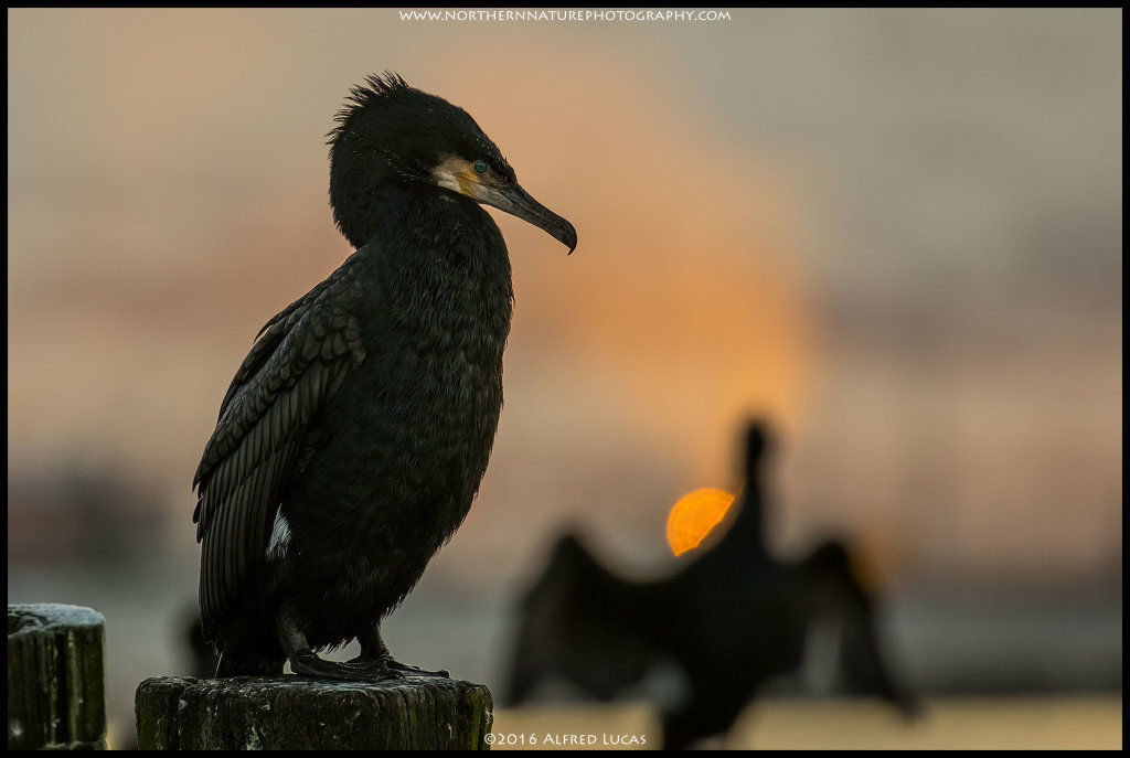 Cormorant #1