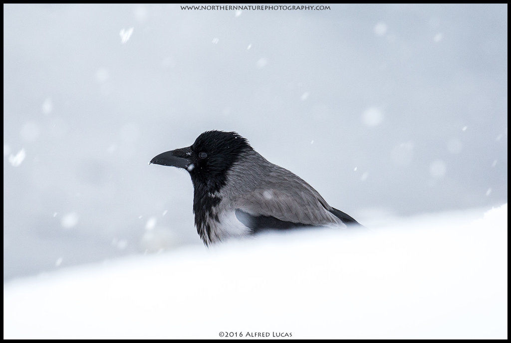 Crow #1