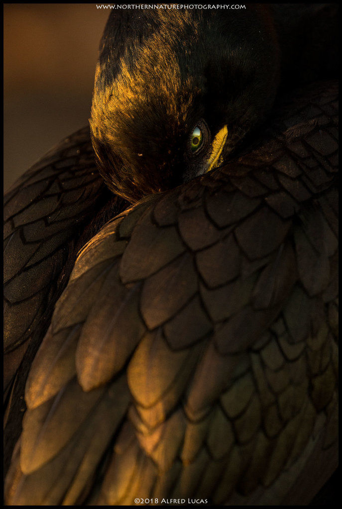 European Shag #3