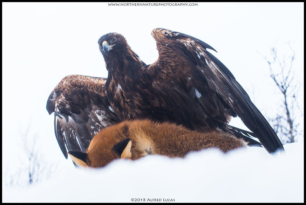 Golden Eagle #1