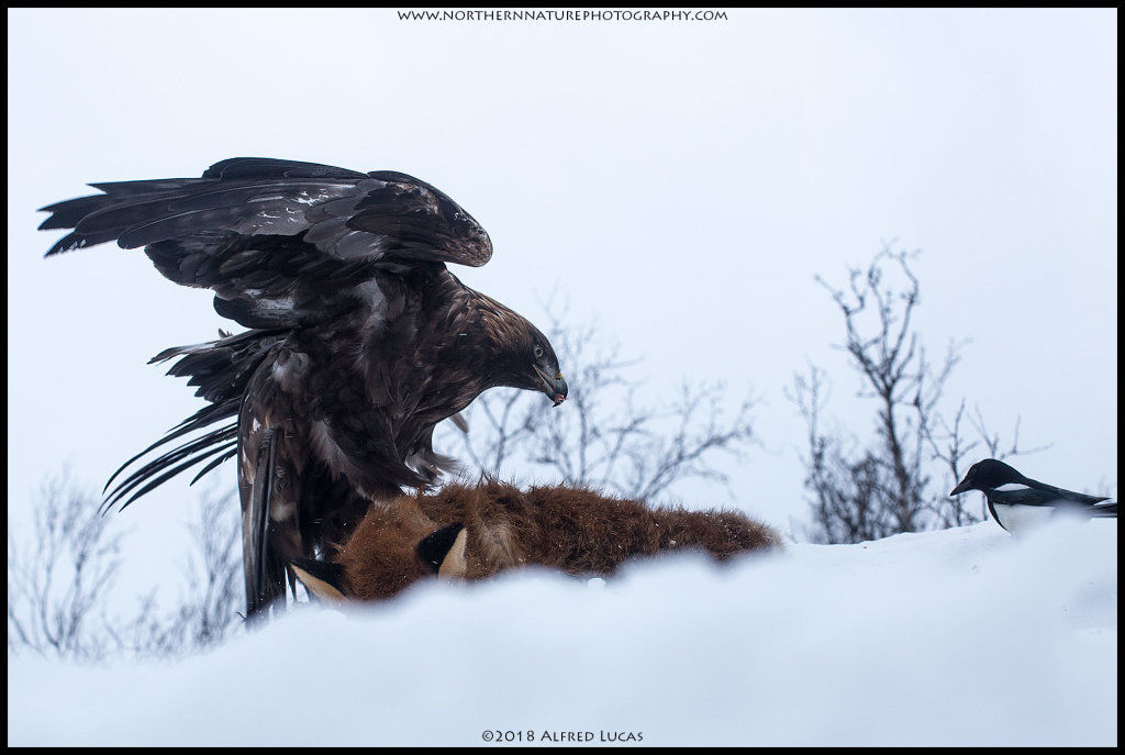 Golden Eagle #2