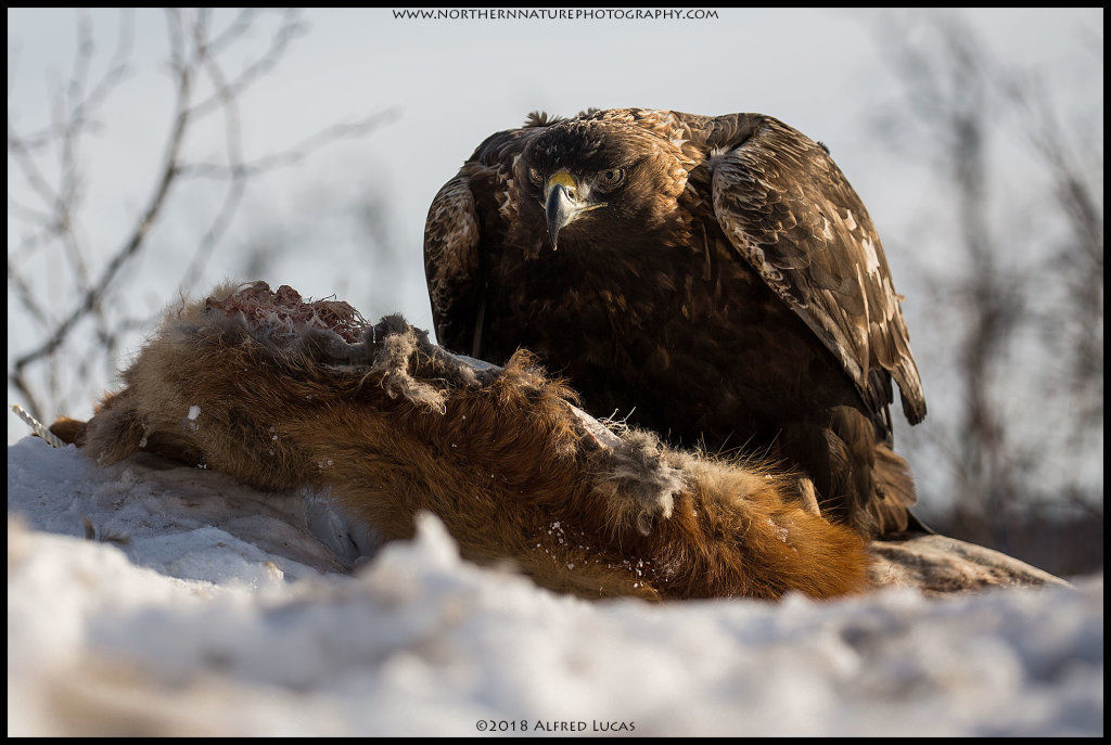Golden Eagle #3