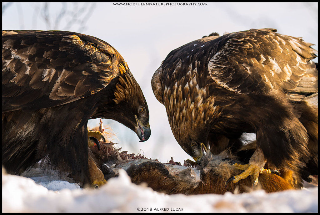 Golden Eagle #4