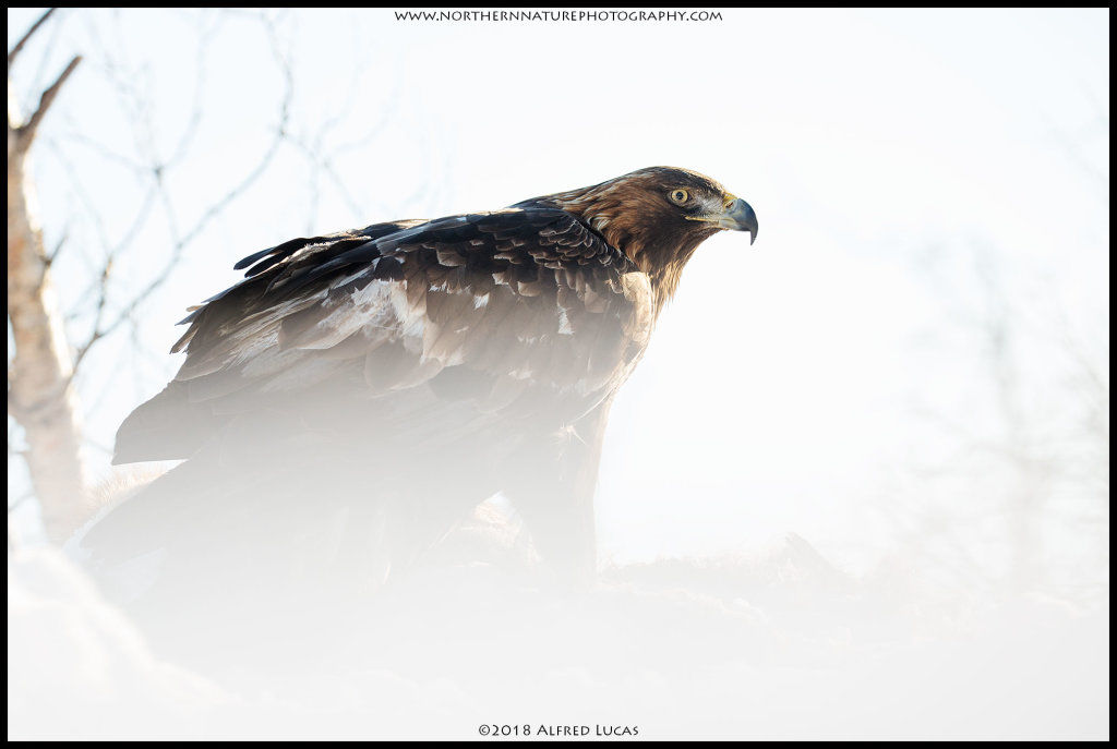 Golden Eagle #5