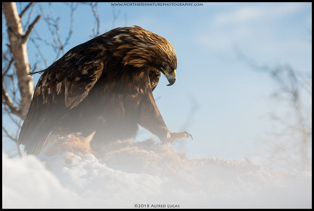 Golden Eagle #7