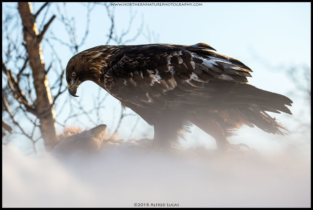 Golden Eagle #8