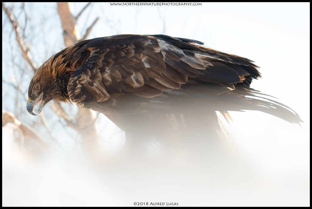 Golden Eagle #9