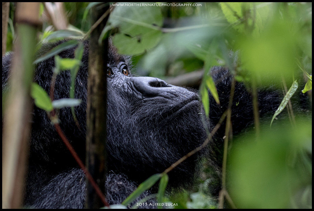 Mountain Gorilla #1