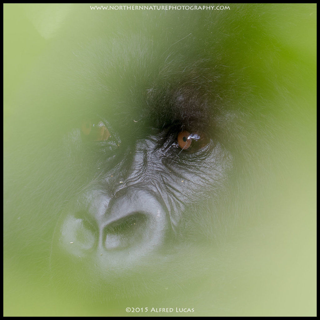 Mountain Gorilla #3