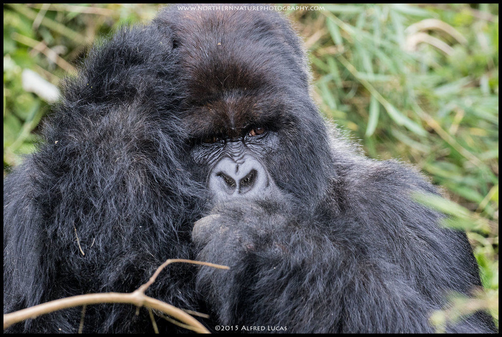 Mountain Gorilla #4