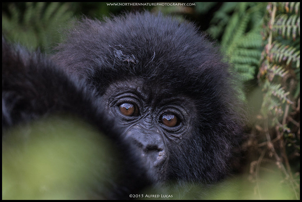 Mountain Gorilla #5