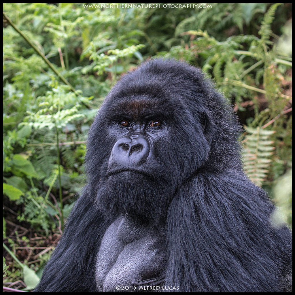 Mountain Gorilla #6