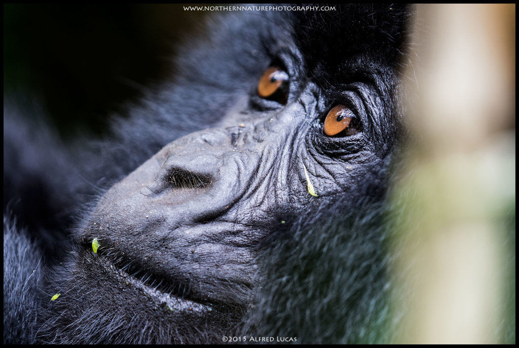 Mountain Gorilla #7