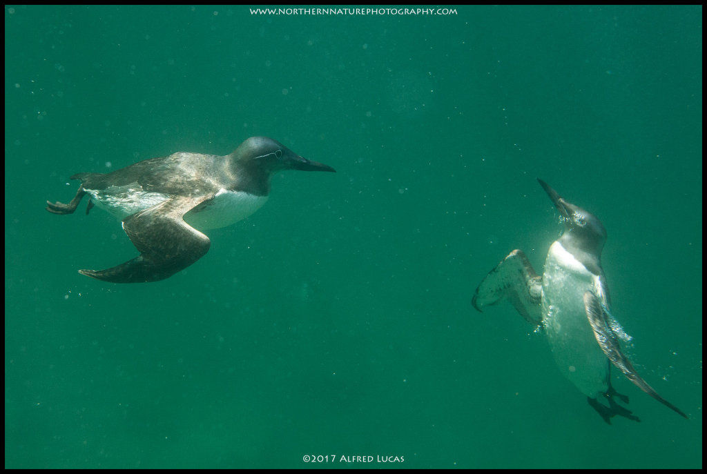 Guillemot #1