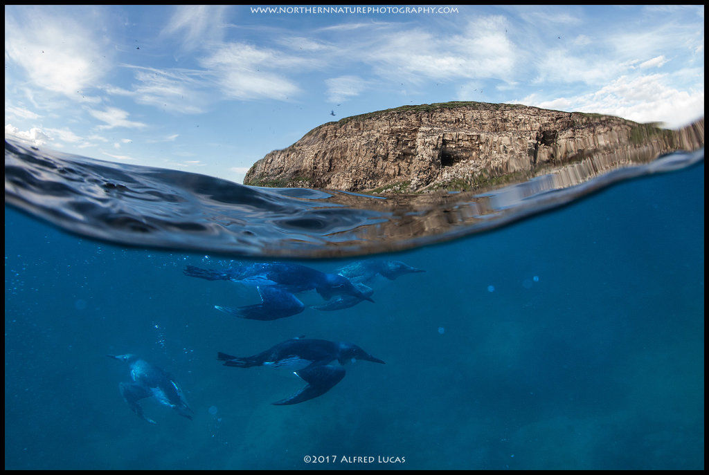 Guillemot #2