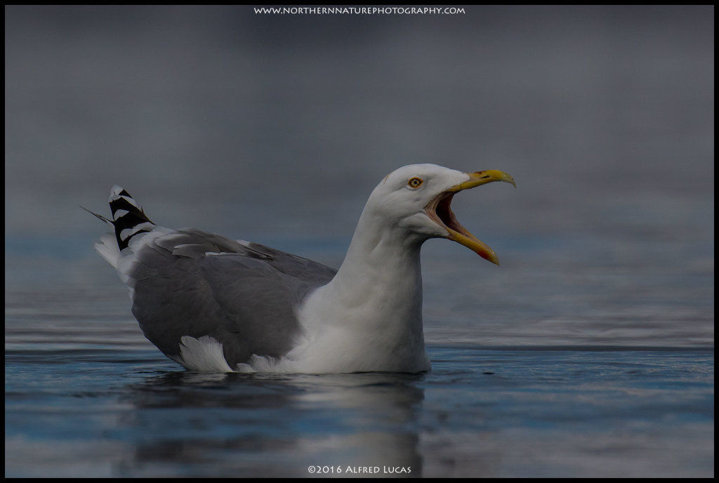 Gull #1