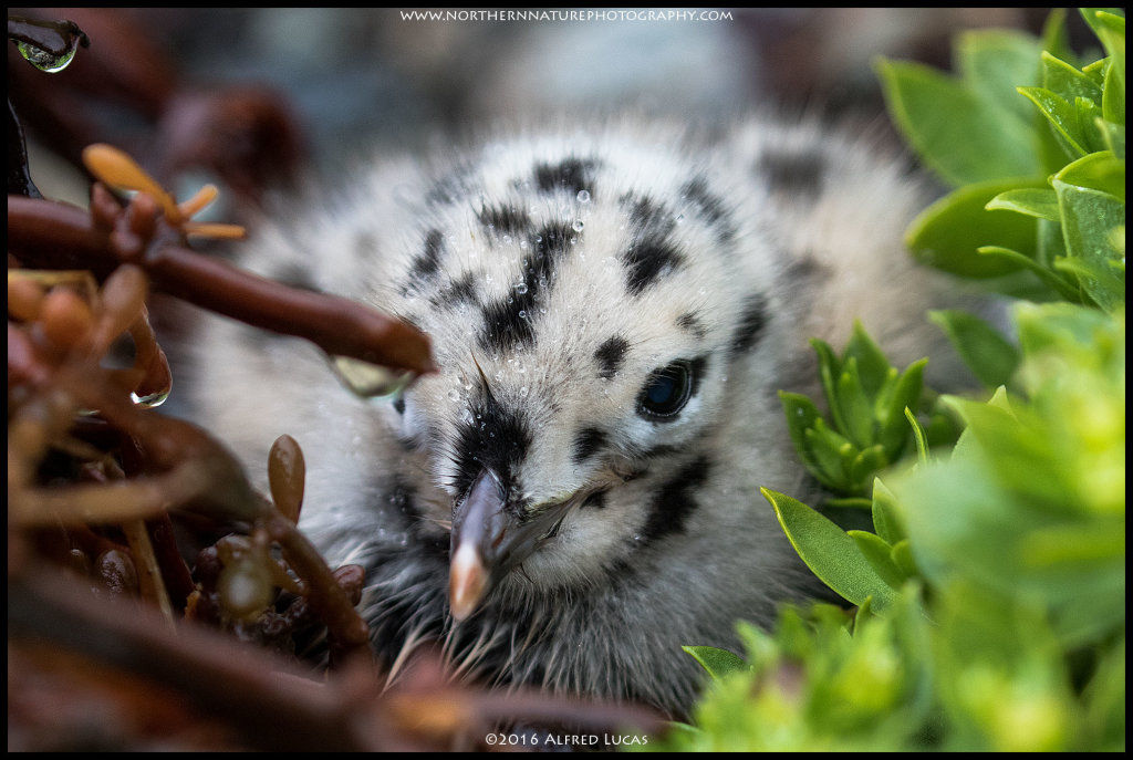 Gull #2